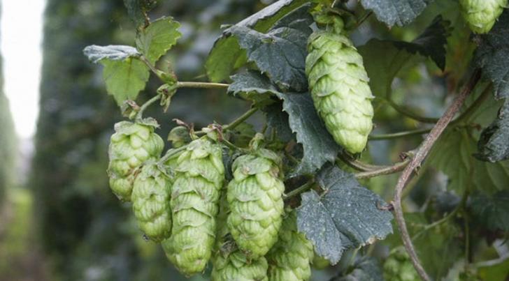 sfeer foto van brouwerij heren 3 sfeer foto van brouwerij heren 3